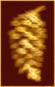 Golden Pine Cone